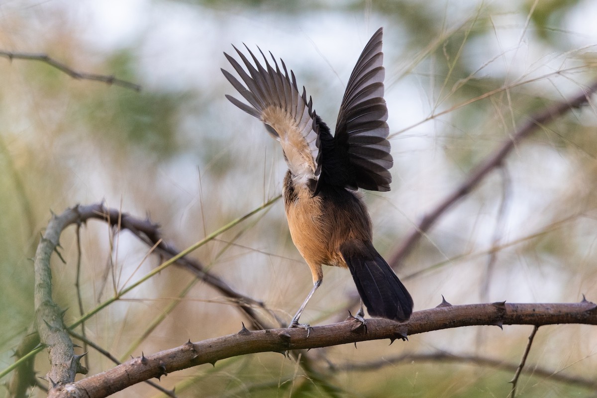 Moustached Grass-Warbler - ML217994311