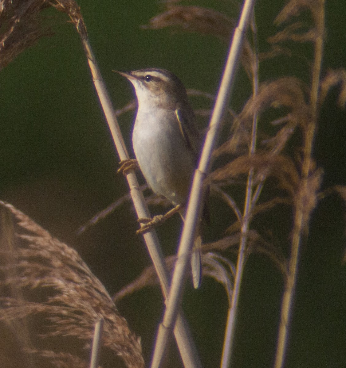 Sedge Warbler - ML217994591