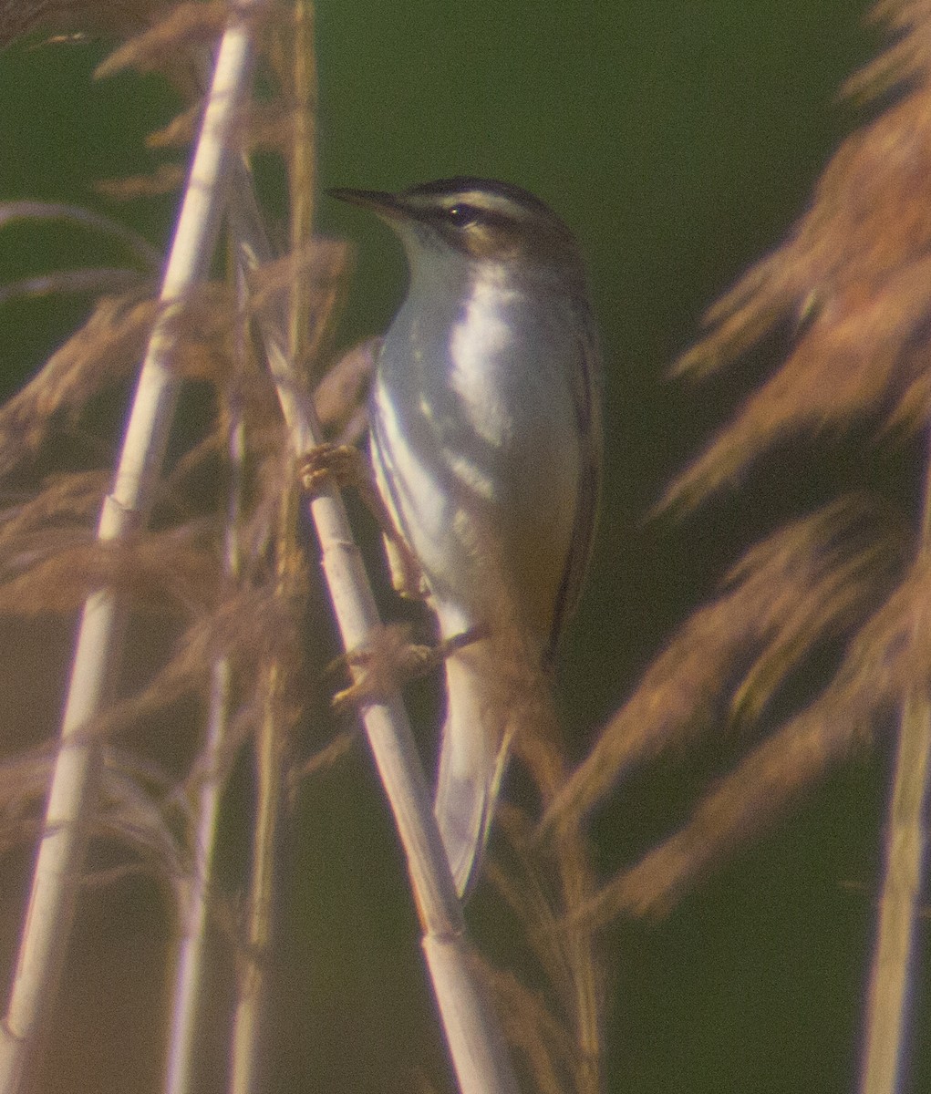Sedge Warbler - ML217994891