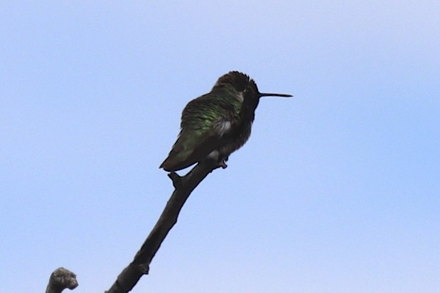 Costa's Hummingbird - ML217994941