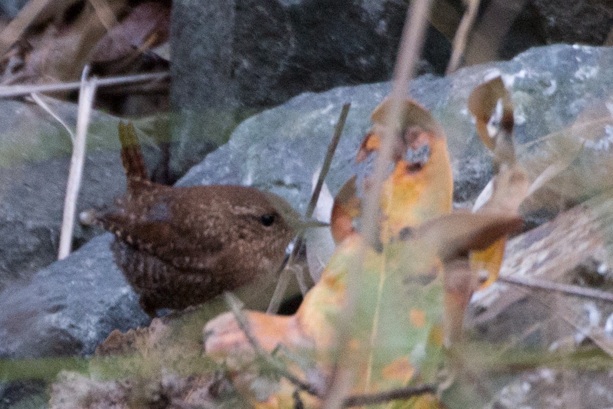 Winter Wren - Herb Elliott