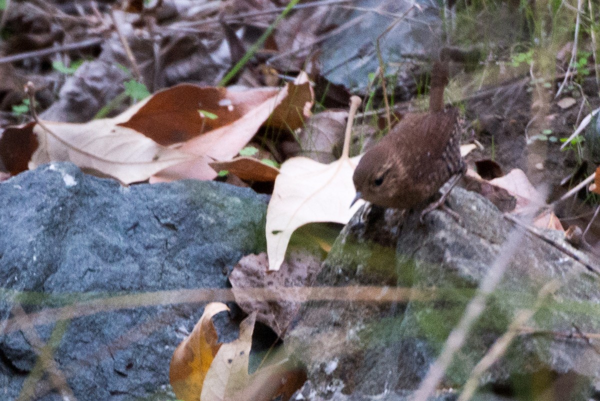 Winter Wren - Herb Elliott