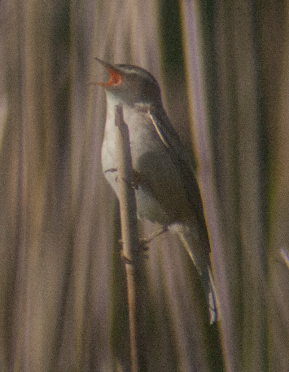 Sedge Warbler - ML217995421