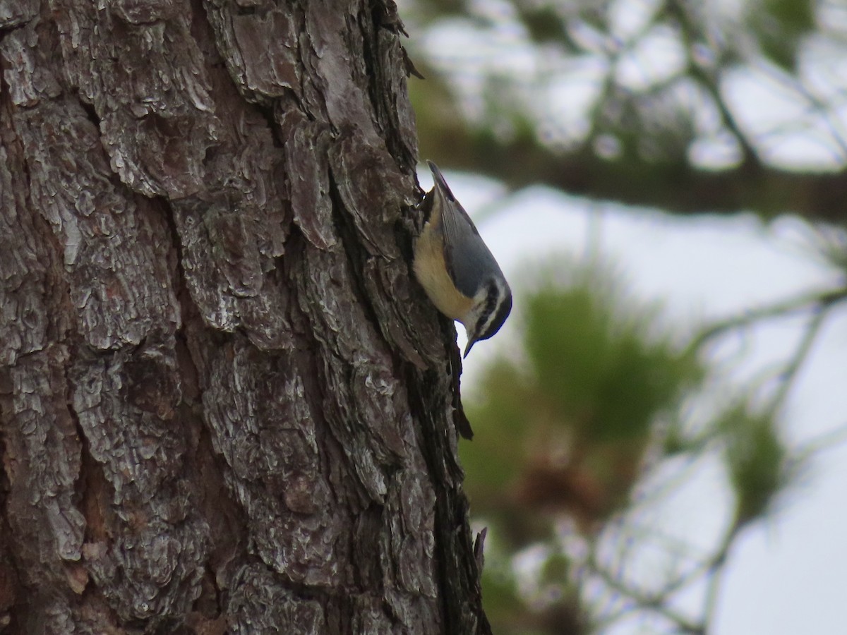Red-breasted Nuthatch - ML217996291