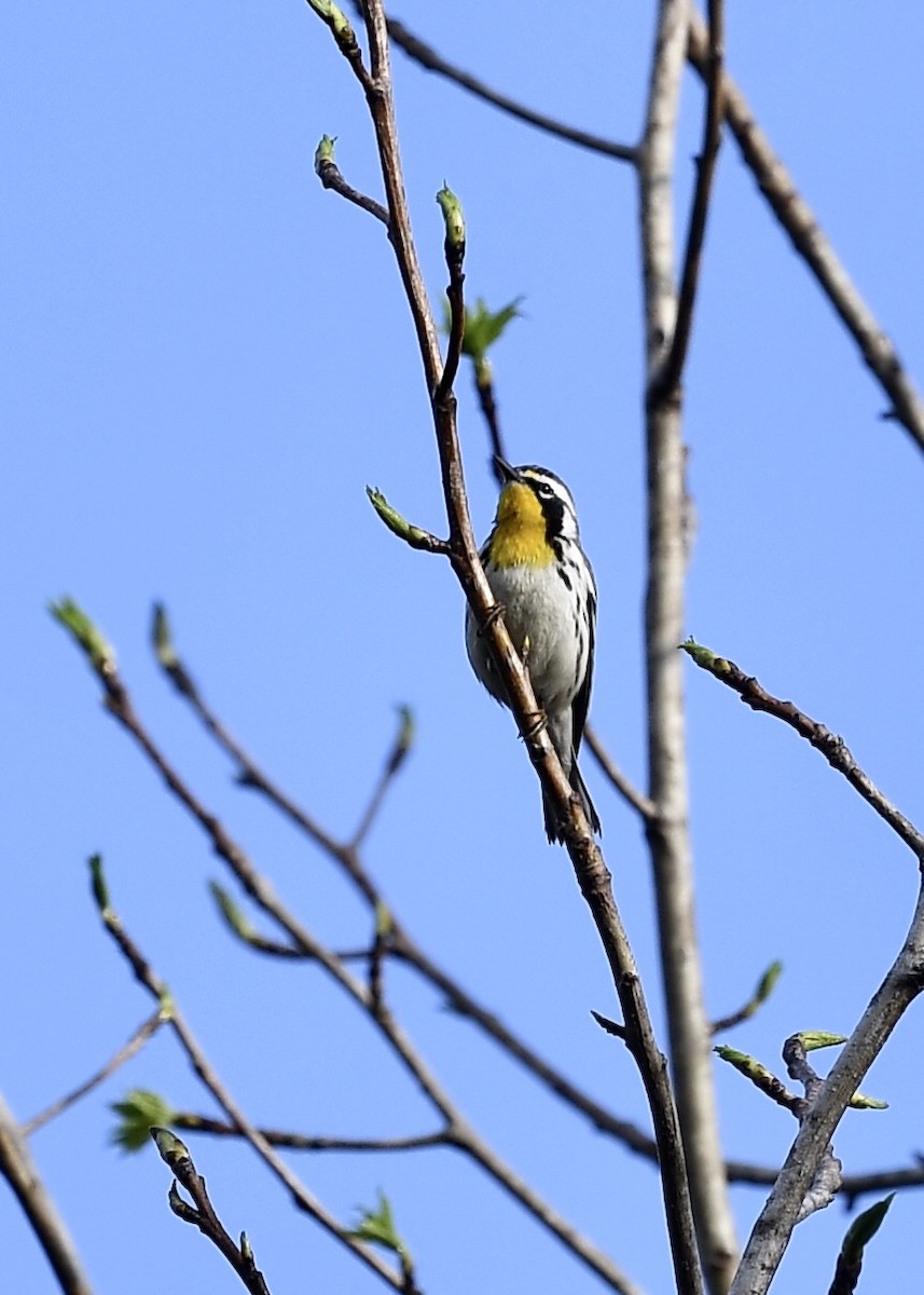 Yellow-throated Warbler - ML217997171