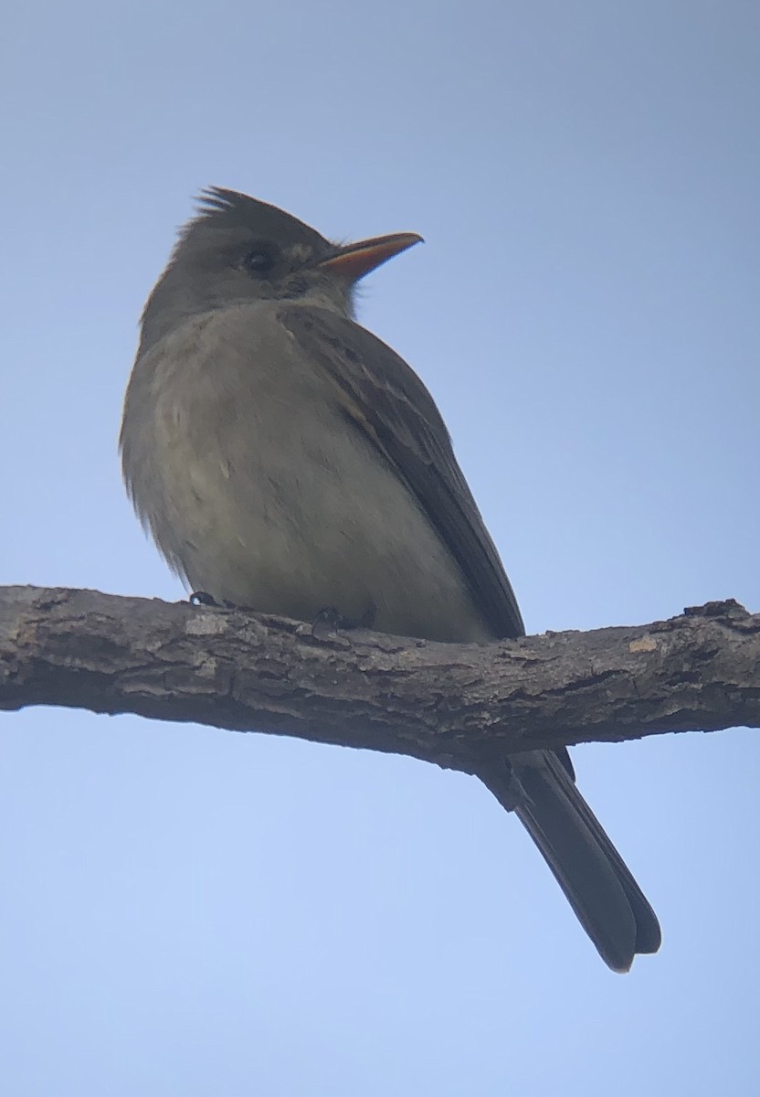 Greater Pewee - ML217997831