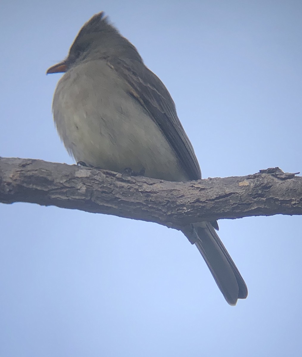 Greater Pewee - ML217997871