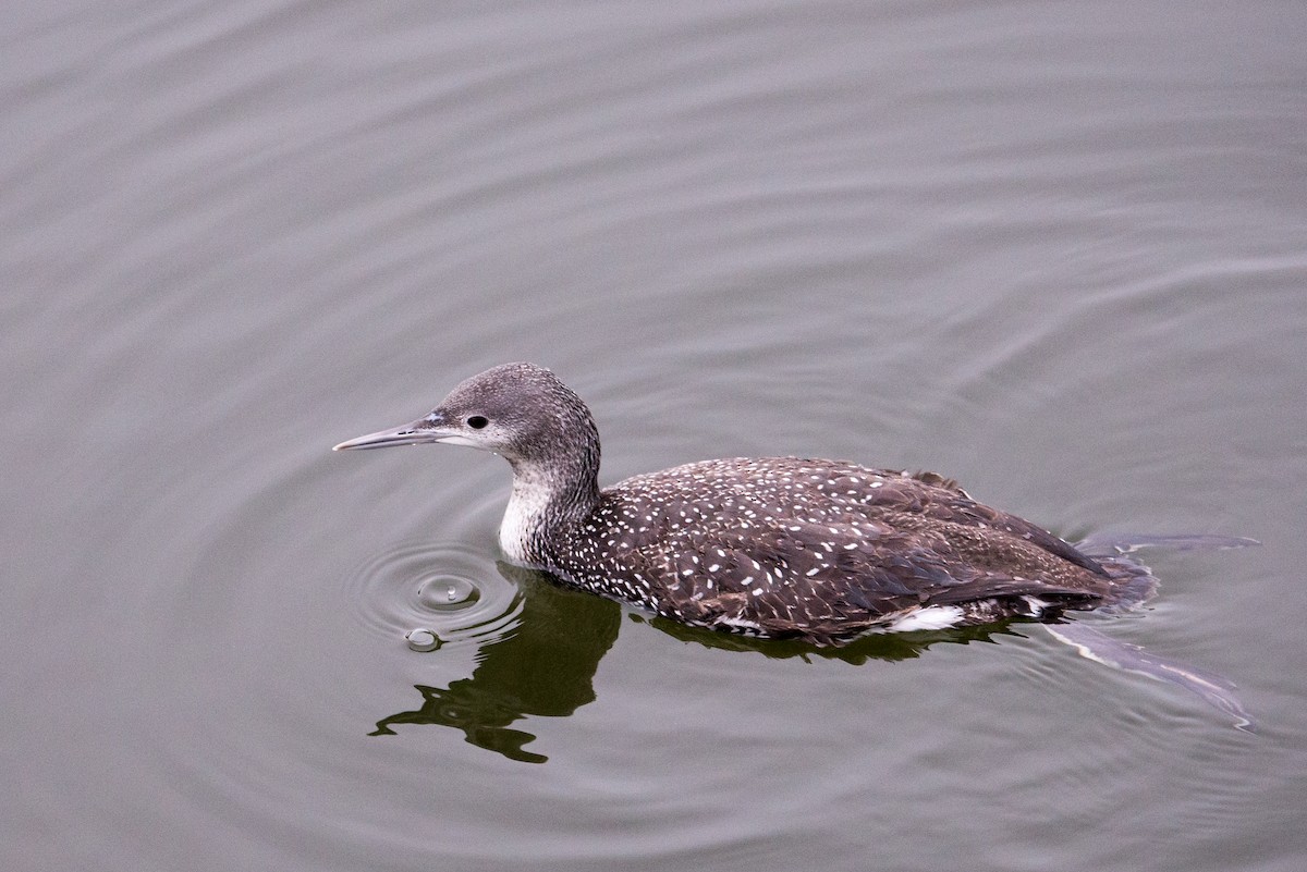 Red-throated Loon - ML21799971