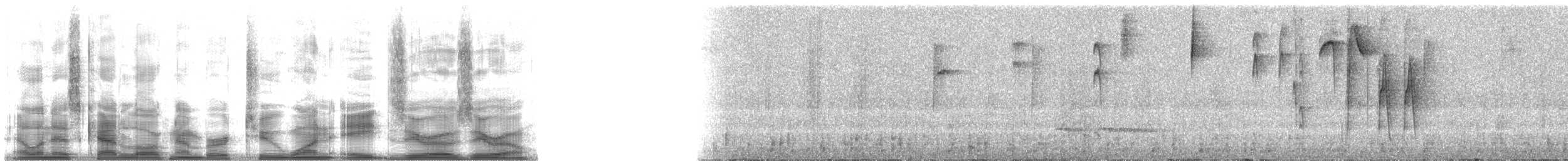 Kara Takkeli Hemispingus (auricularis) - ML21800