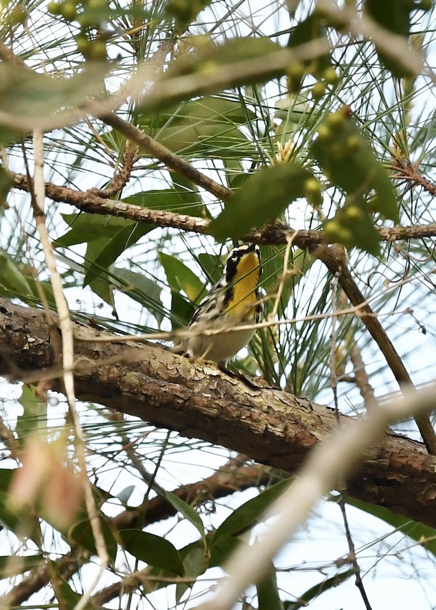 Yellow-throated Warbler - ML218000591