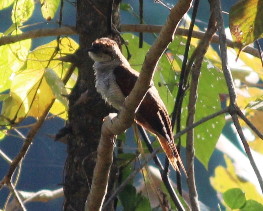 Banded Bay Cuckoo - ML218000731