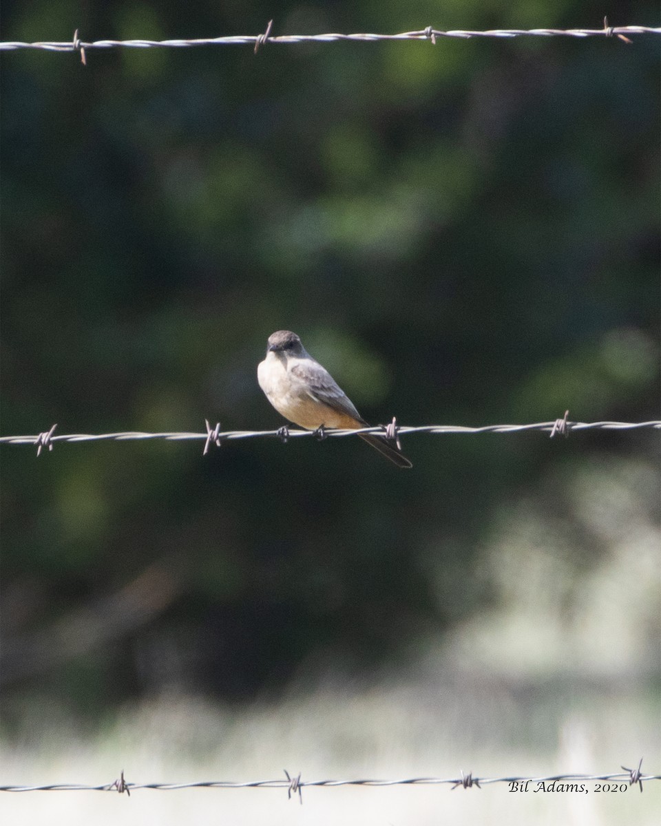 Say's Phoebe - ML218000811