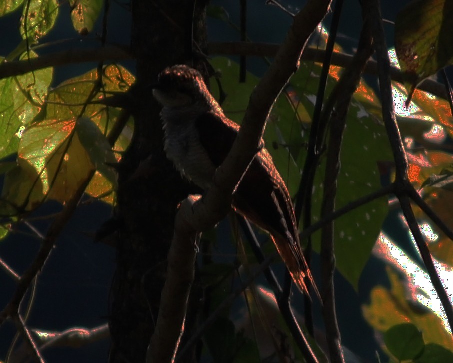 Banded Bay Cuckoo - ML218000831