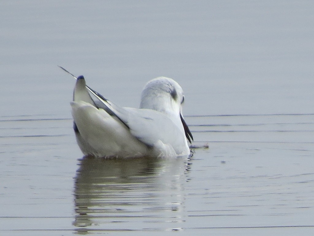 Bonaparte's Gull - ML218000881