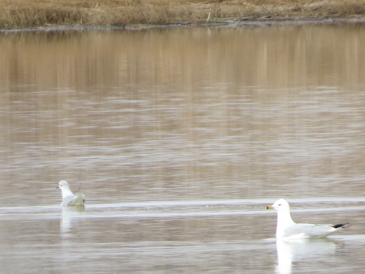 Ring-billed Gull - ML218000931