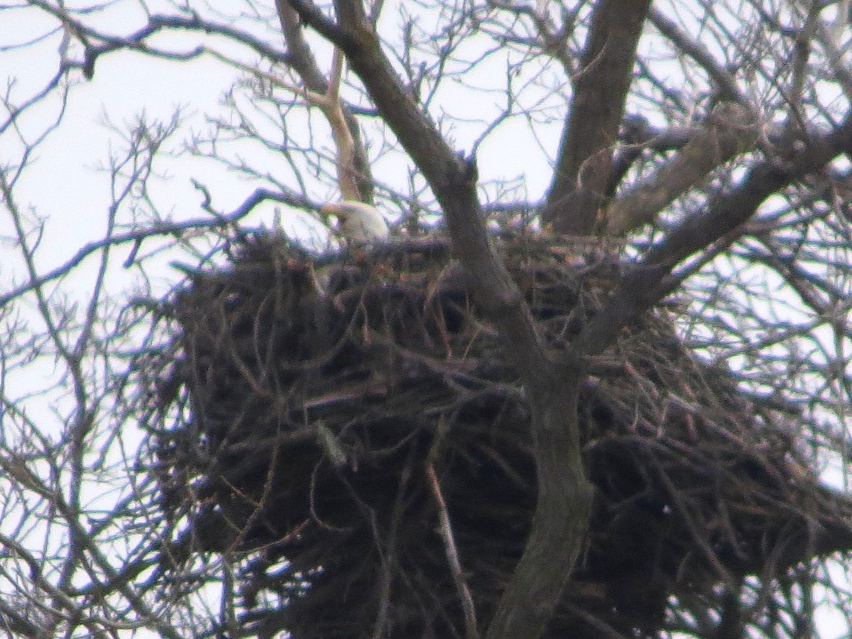 Bald Eagle - Bill Nolting