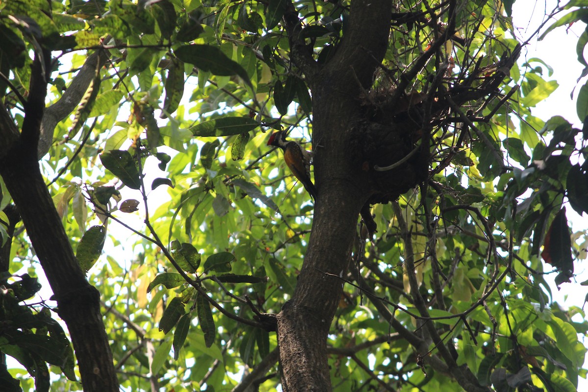 Black-rumped Flameback - ML218001151