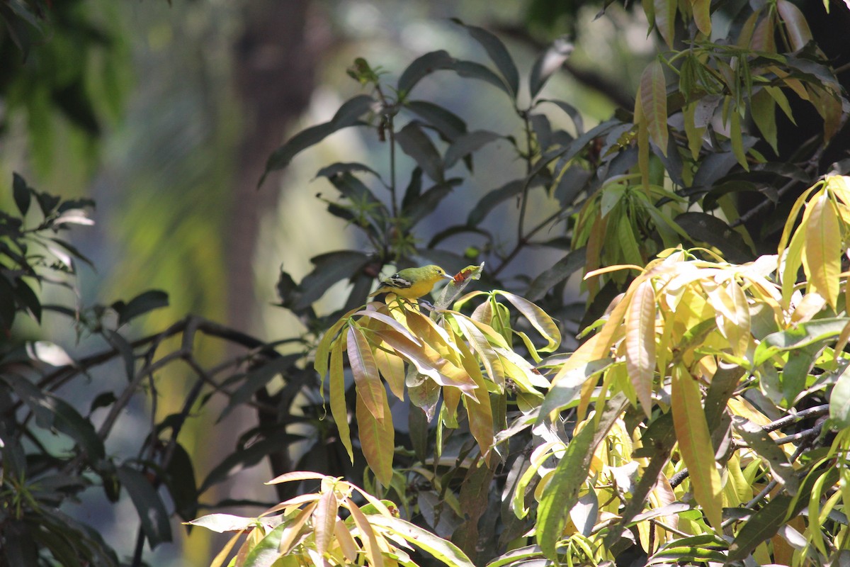 Common Iora - ML218001201