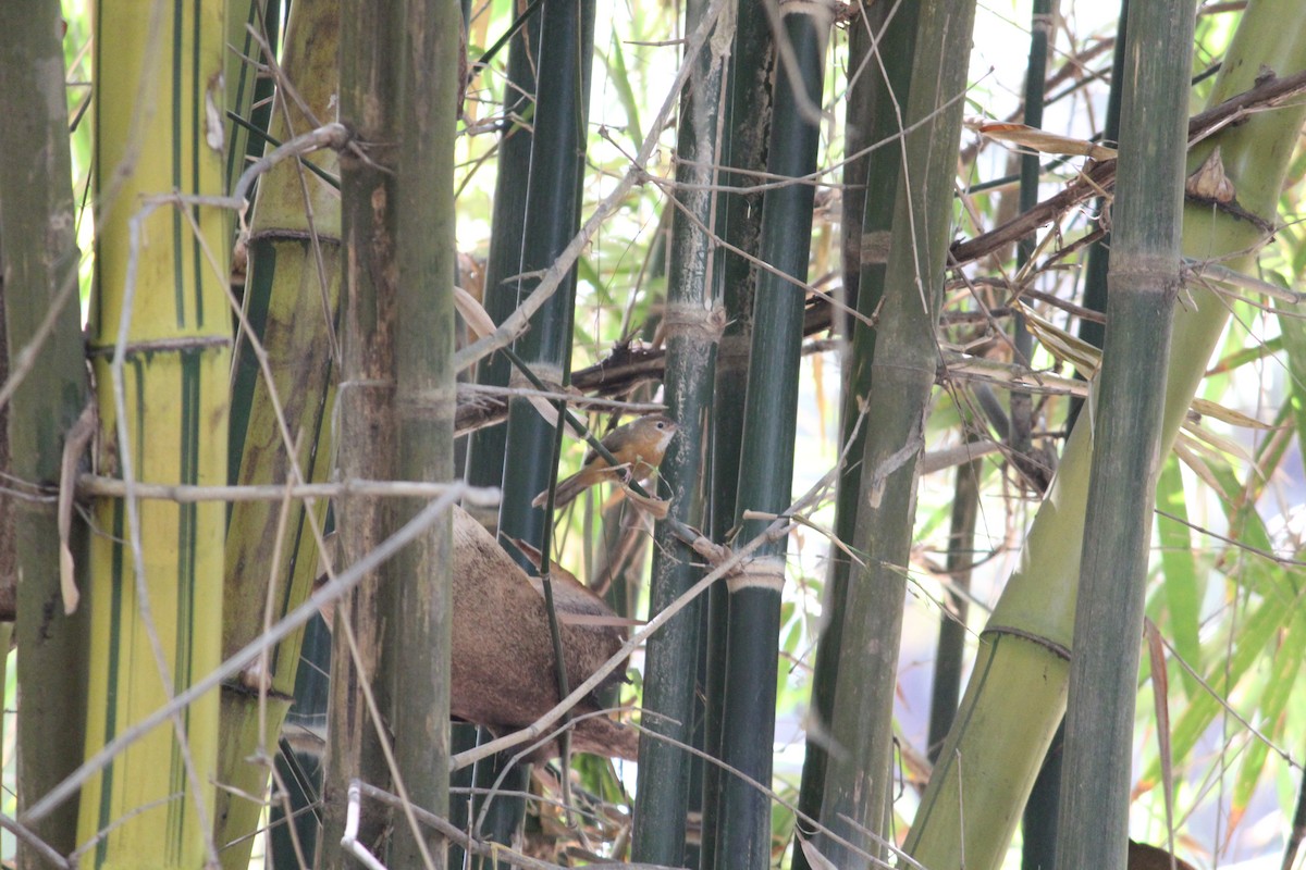 Tawny-bellied Babbler - ML218001401