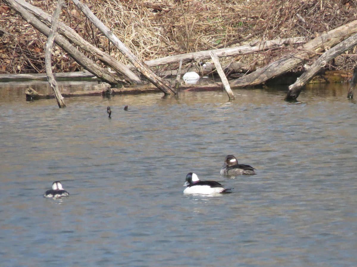 Bufflehead - ML218001551