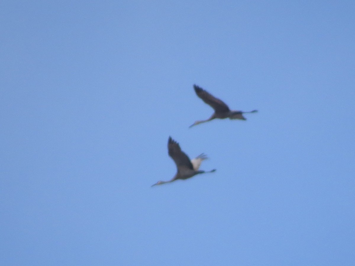 Sandhill Crane - ML218003091