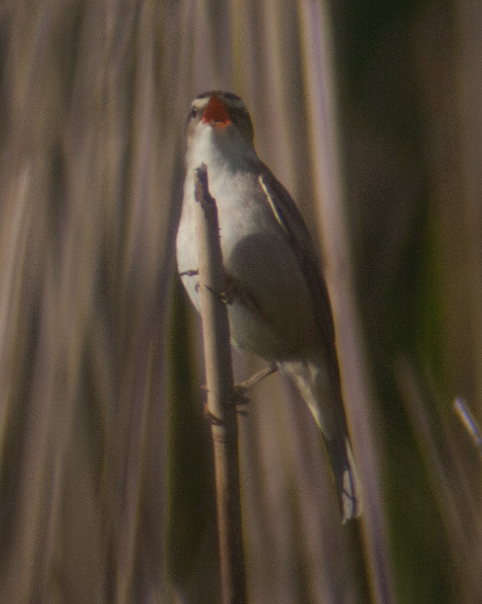 Sedge Warbler - ML218003341