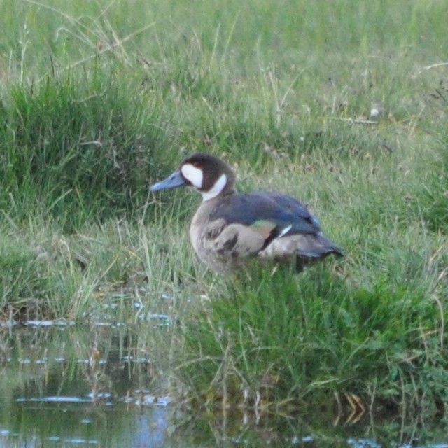 Spectacled Duck - ML218003641