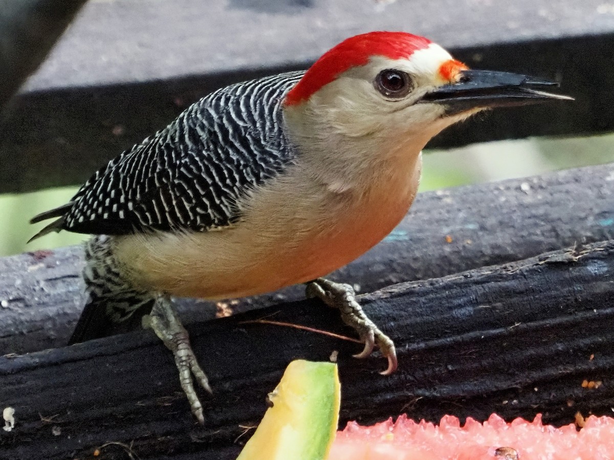 Golden-fronted Woodpecker - John Doty