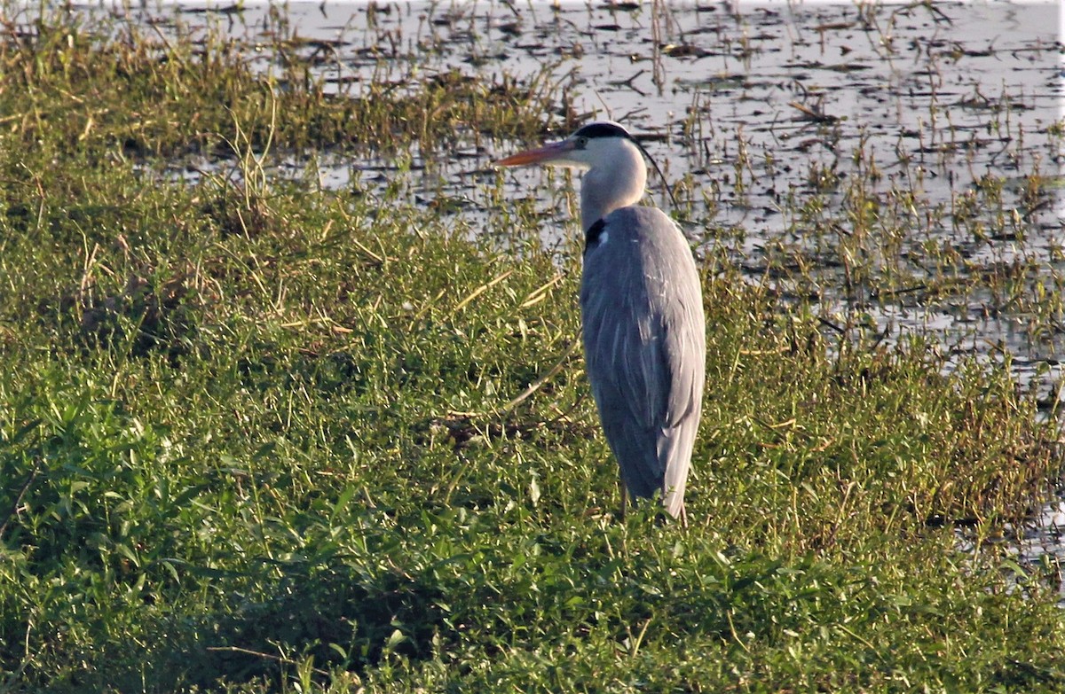 Gray Heron - ML218005551