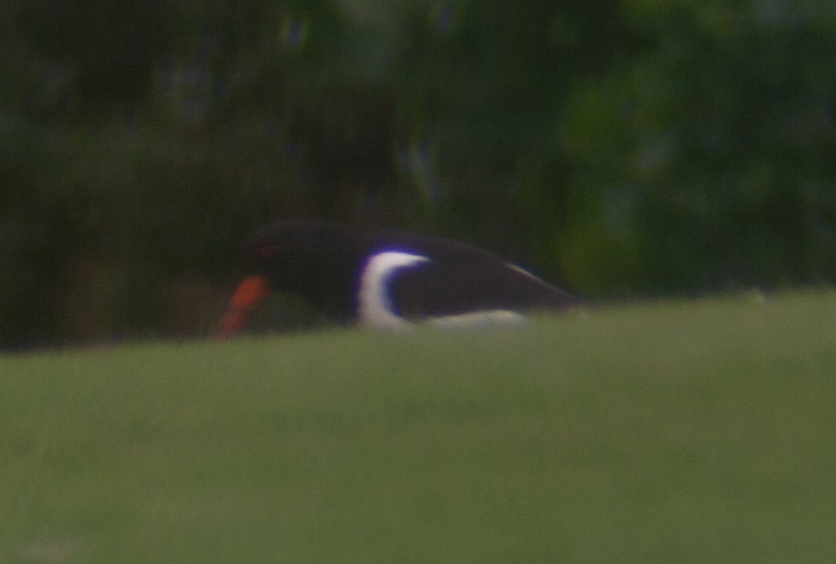 Eurasian Oystercatcher - ML218005961