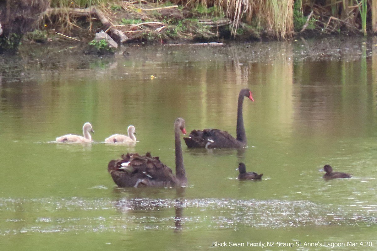 Cisne Negro - ML218006231