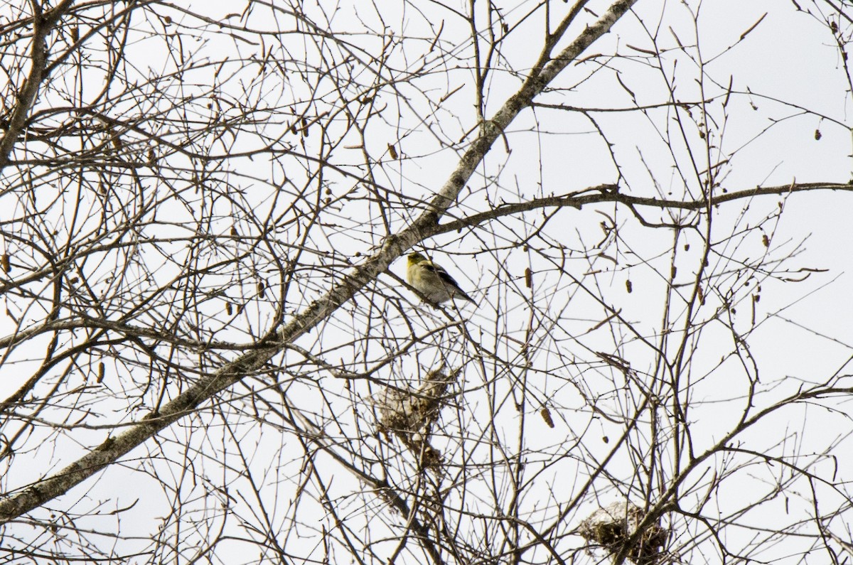 American Goldfinch - ML218006681