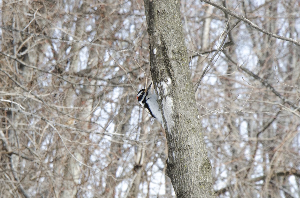 Hairy Woodpecker - ML218006741