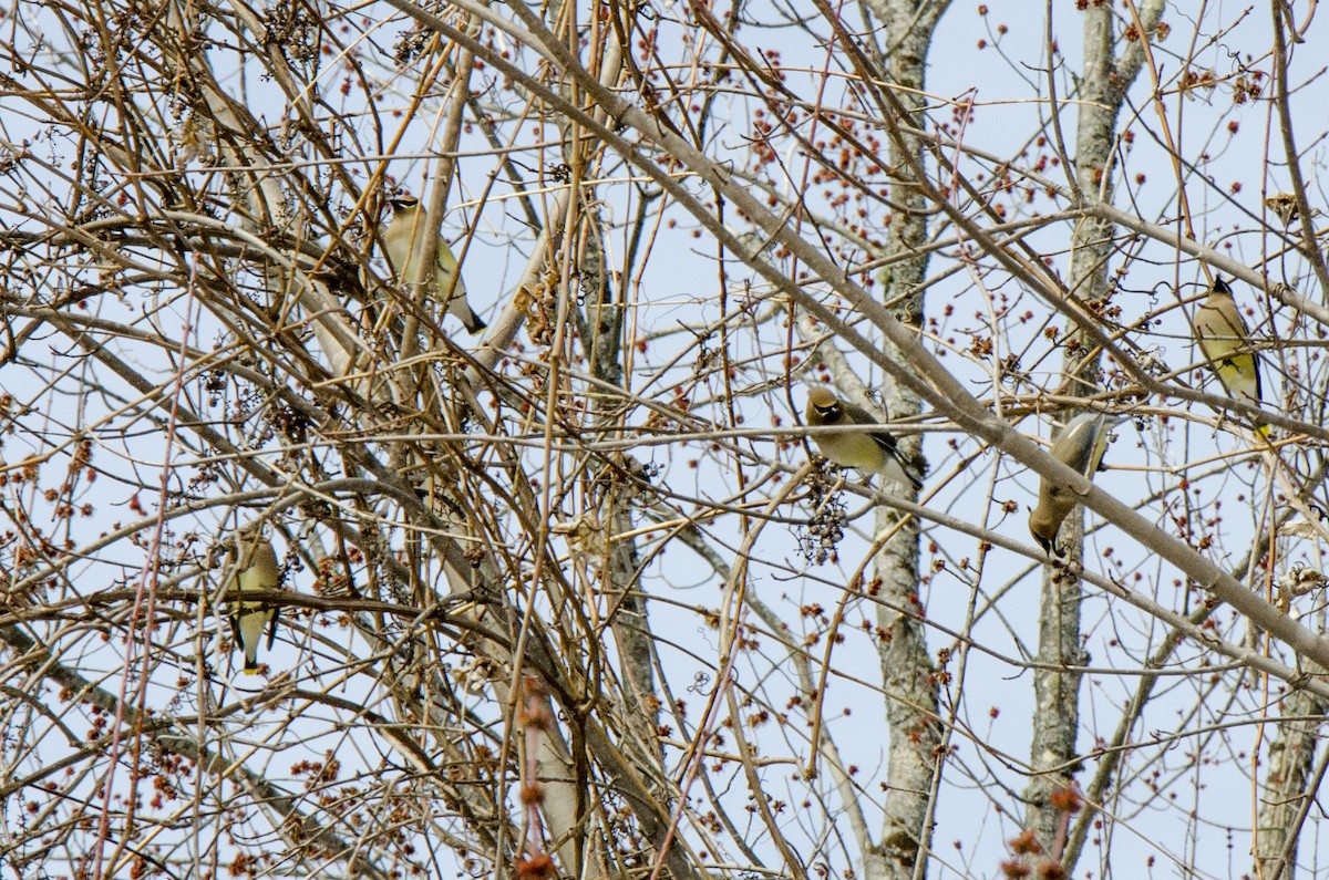 Cedar Waxwing - ML218006861