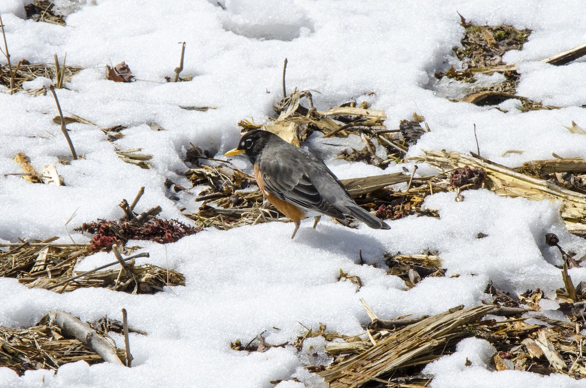 American Robin - ML218006871