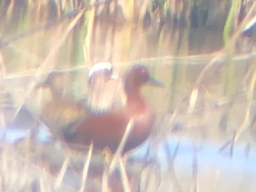 Garganey - ML218011581