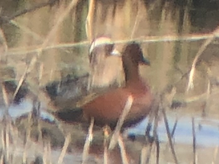 Garganey - ML218011591