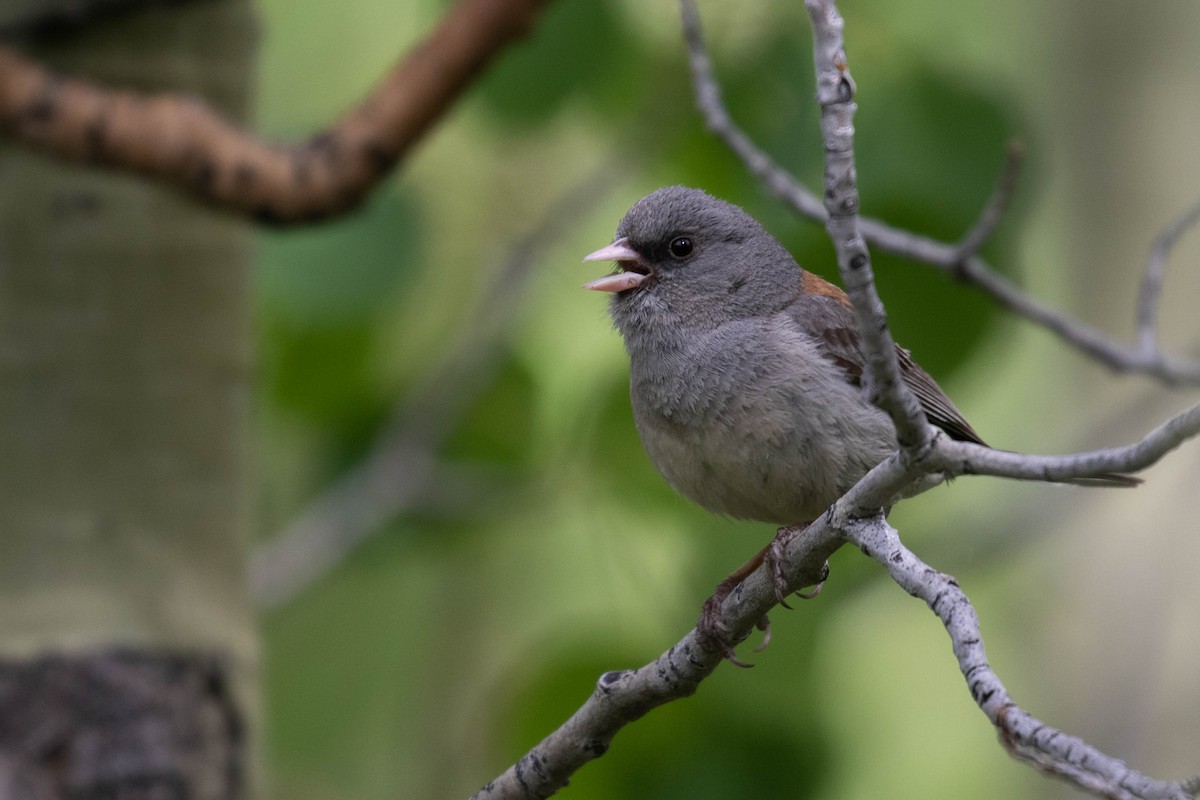 Dark-eyed Junco (Gray-headed) - ML218012601