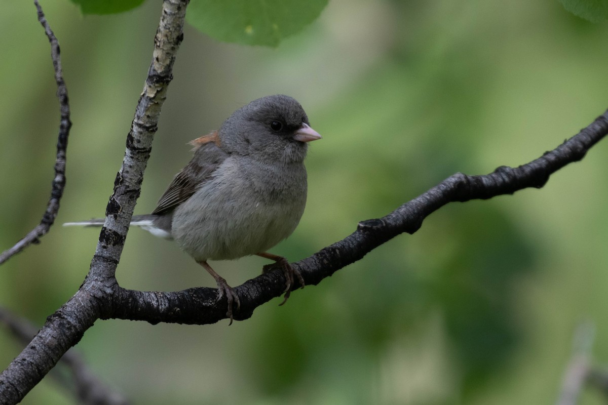 Dark-eyed Junco (Gray-headed) - ML218012611