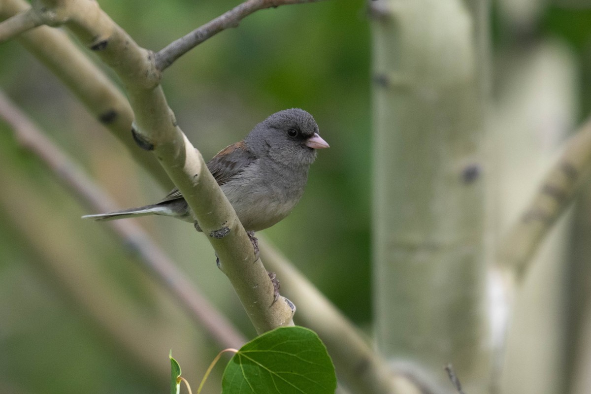 Dark-eyed Junco (Gray-headed) - ML218012651