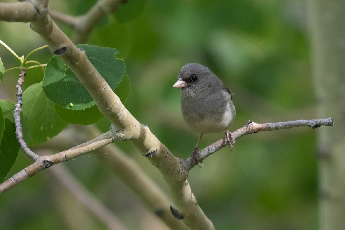 Dark-eyed Junco (Gray-headed) - ML218012661