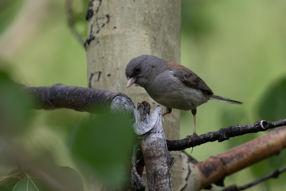 Dark-eyed Junco (Gray-headed) - ML218012671