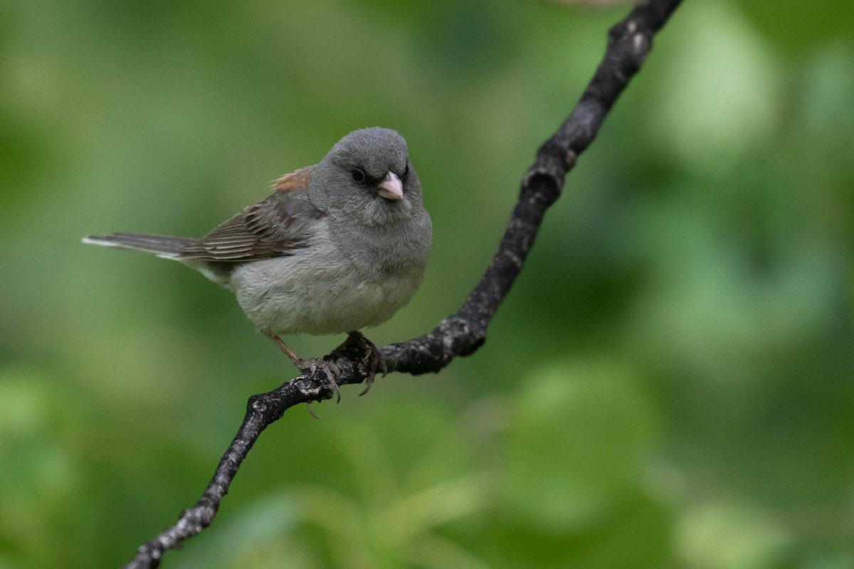 Dark-eyed Junco (Gray-headed) - ML218012711