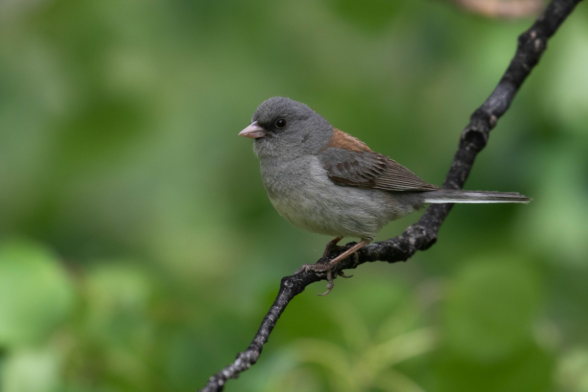 Dark-eyed Junco (Gray-headed) - ML218012721