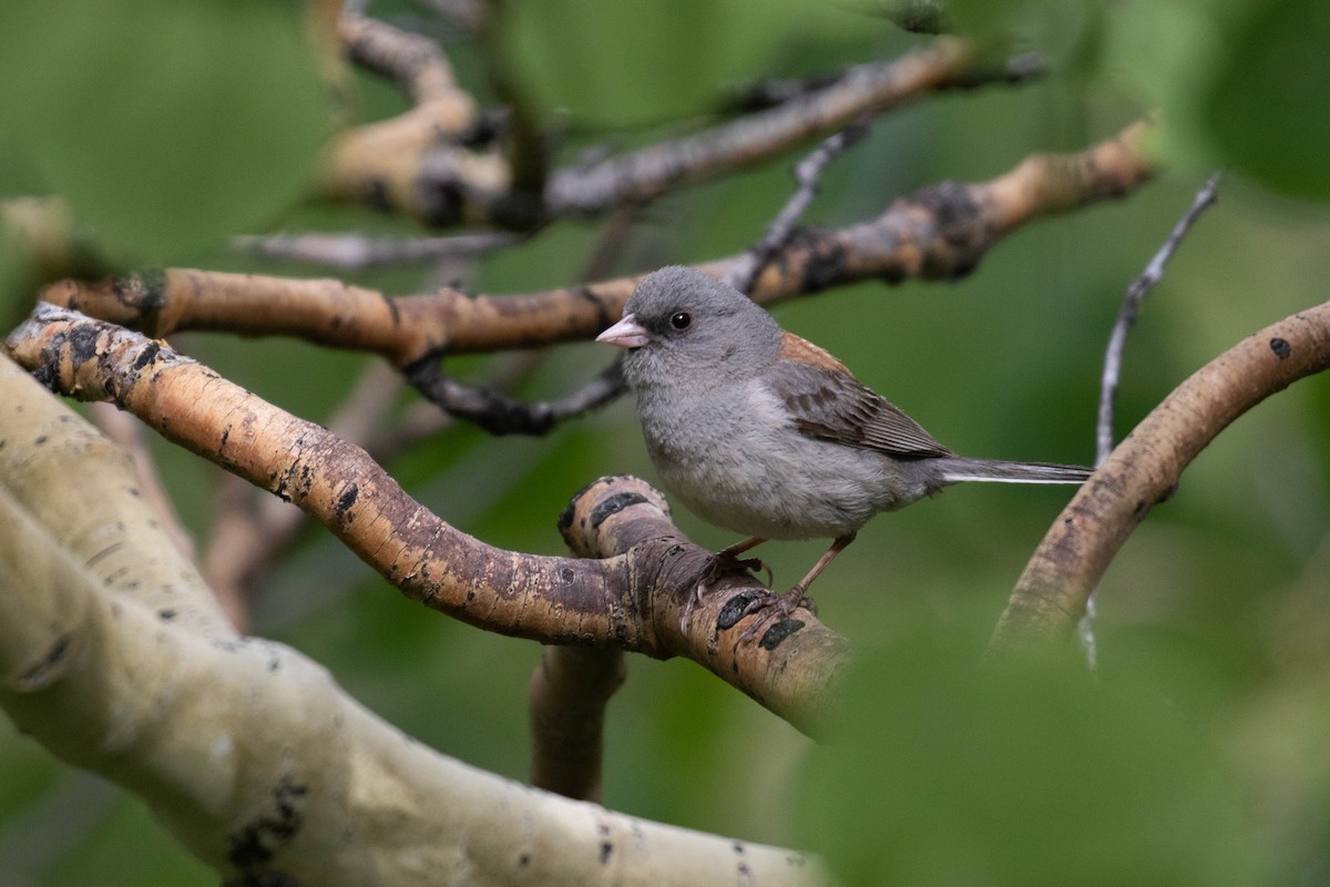 Dark-eyed Junco (Gray-headed) - ML218012731