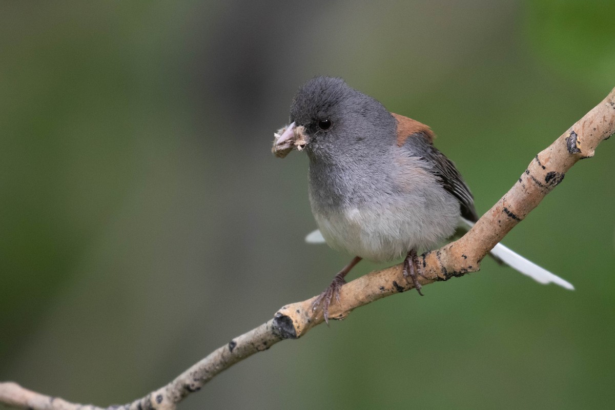 Dark-eyed Junco (Gray-headed) - ML218012751