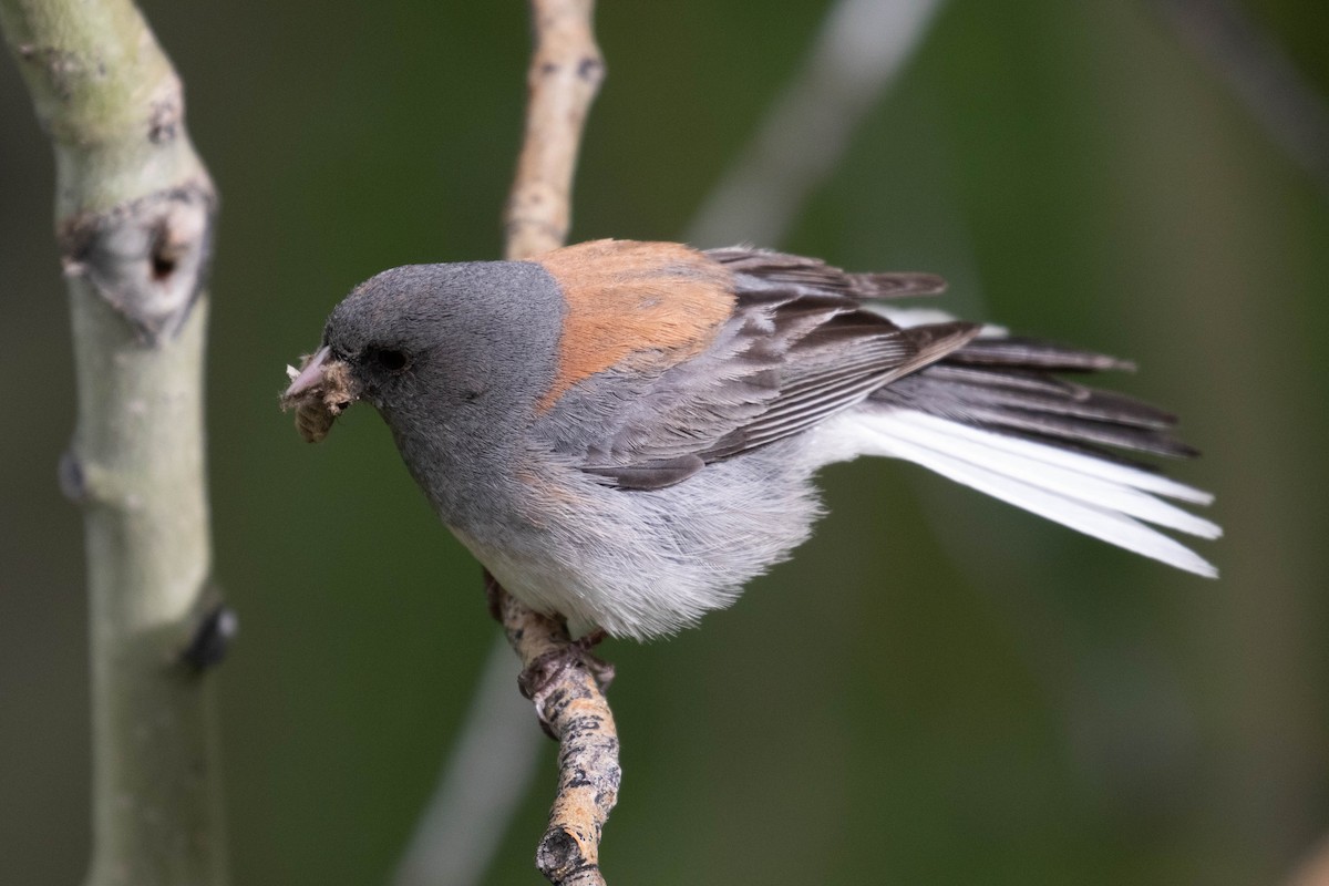 Dark-eyed Junco (Gray-headed) - ML218012771