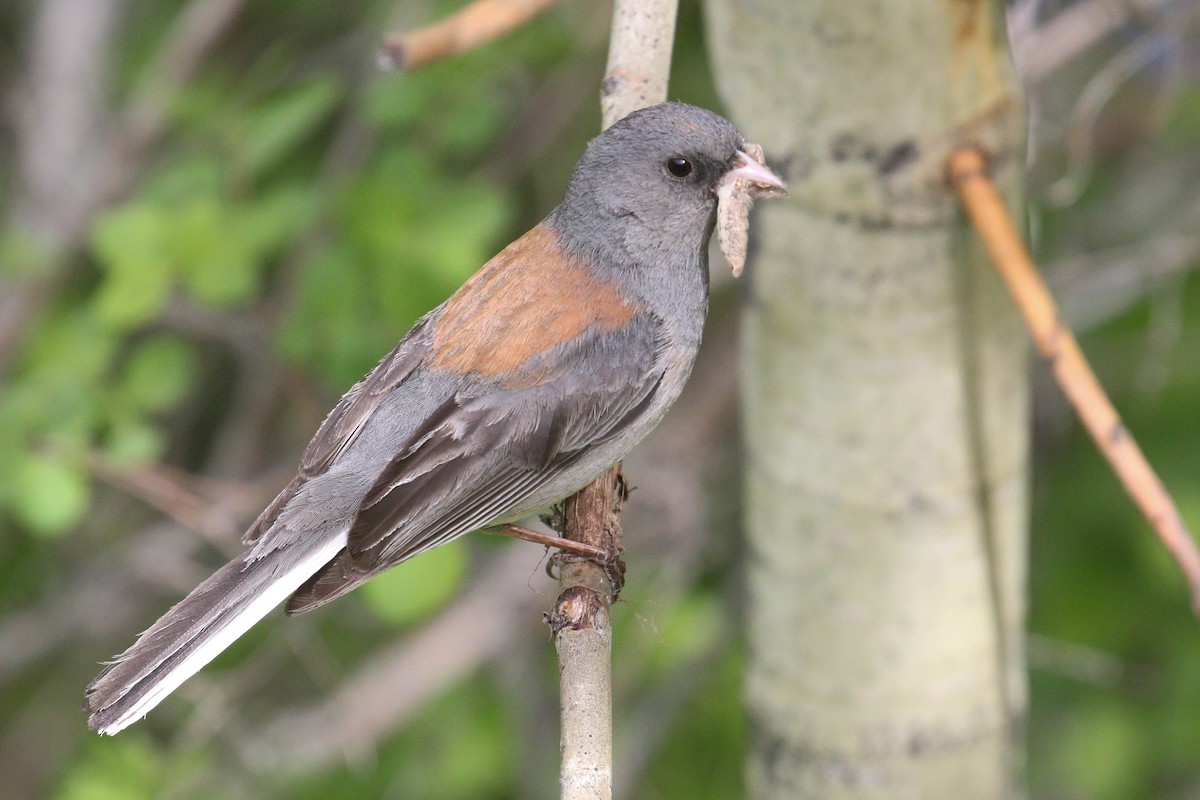 Dark-eyed Junco (Gray-headed) - ML218012791