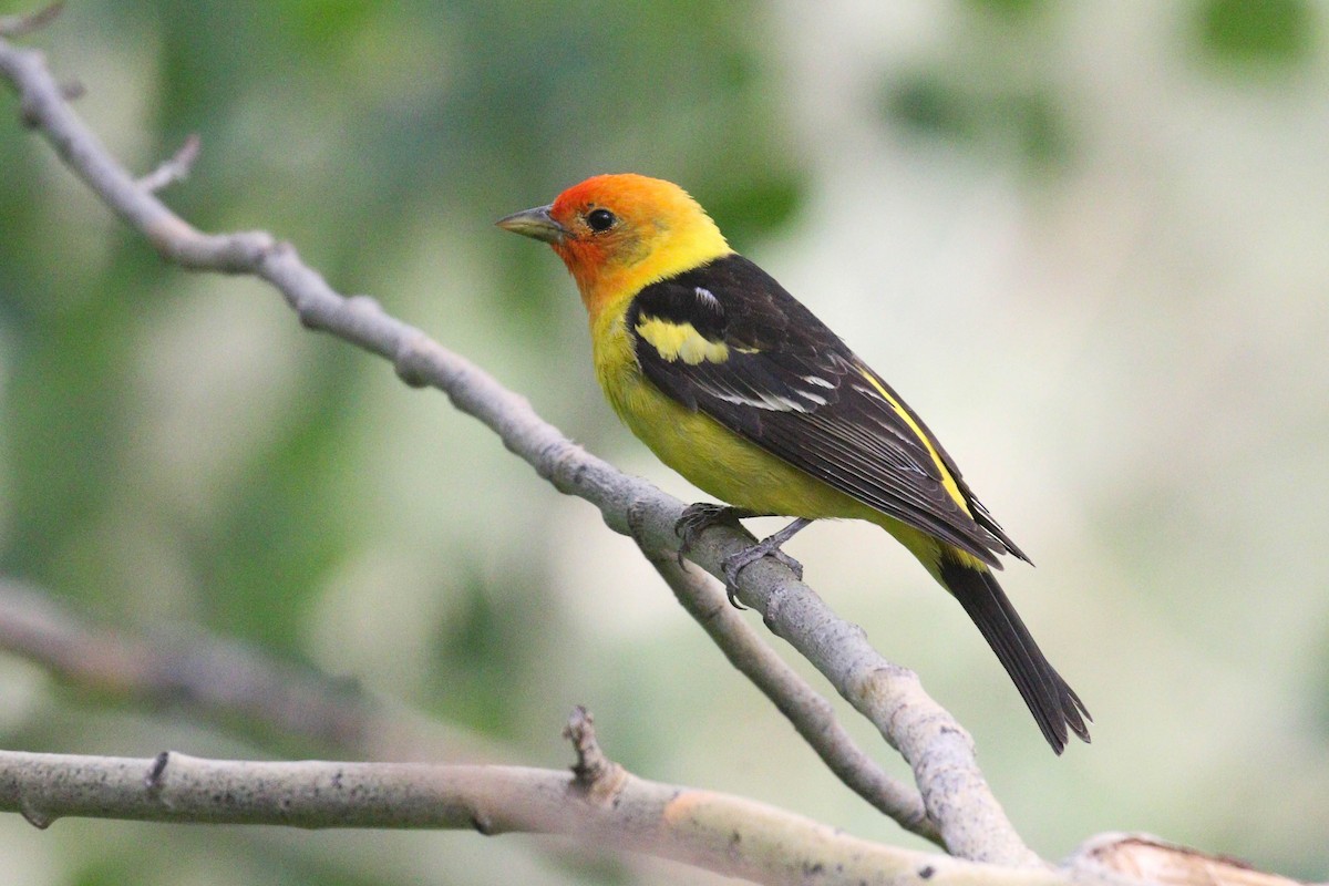 Western Tanager - ML218012801