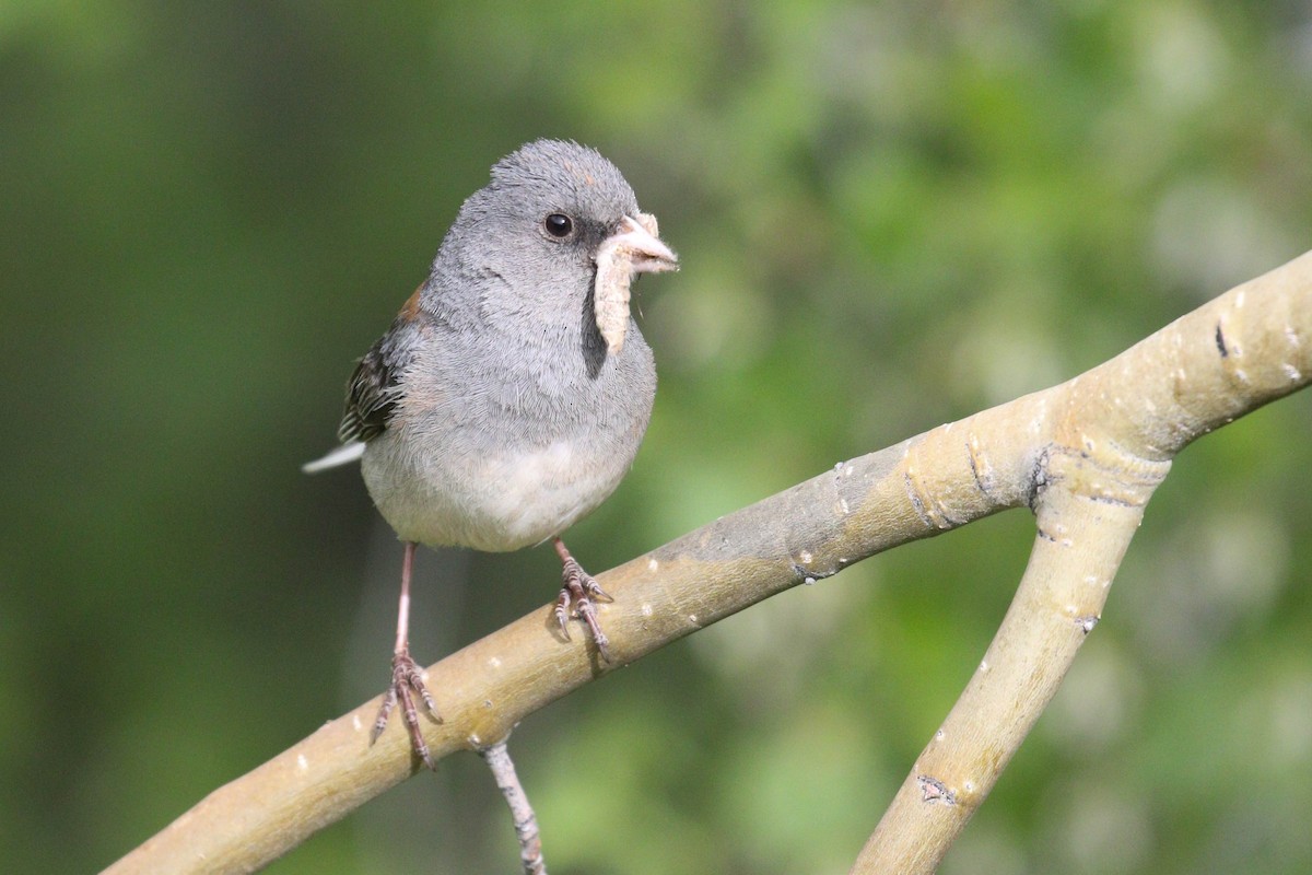 Dark-eyed Junco (Gray-headed) - ML218012811